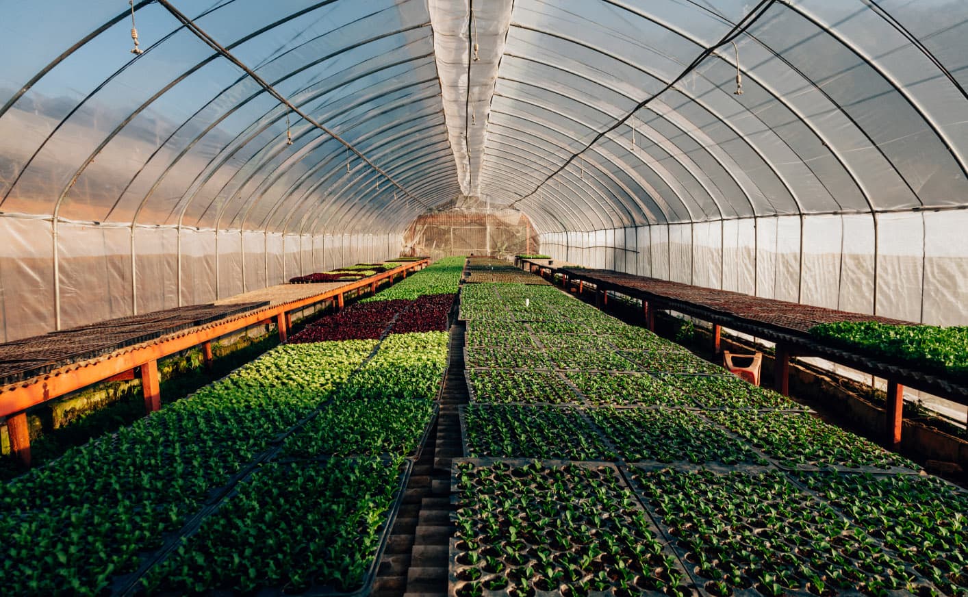 Finnova participa en el nuevo proyecto LIFE NextFUMIGREEN de desarrollo de fumígenos naturales para controlar plagas en invernaderos